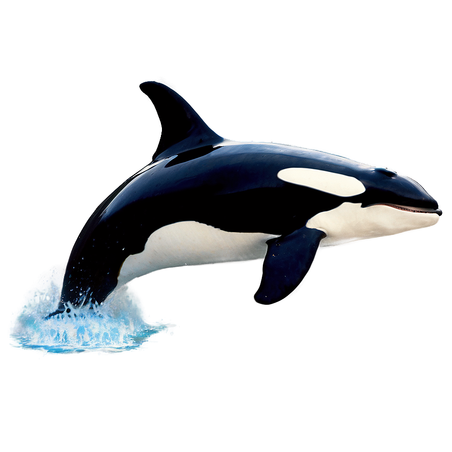 Killer Whale In Ocean Png 14 PNG Image