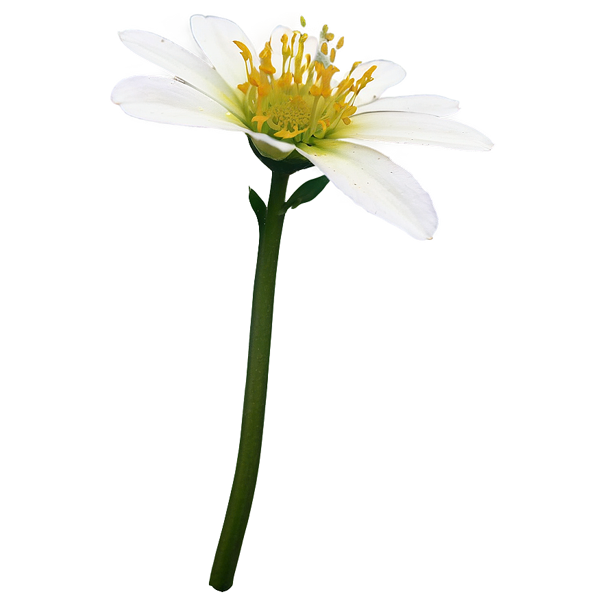 Kimilsungia Flower Png Vud PNG Image