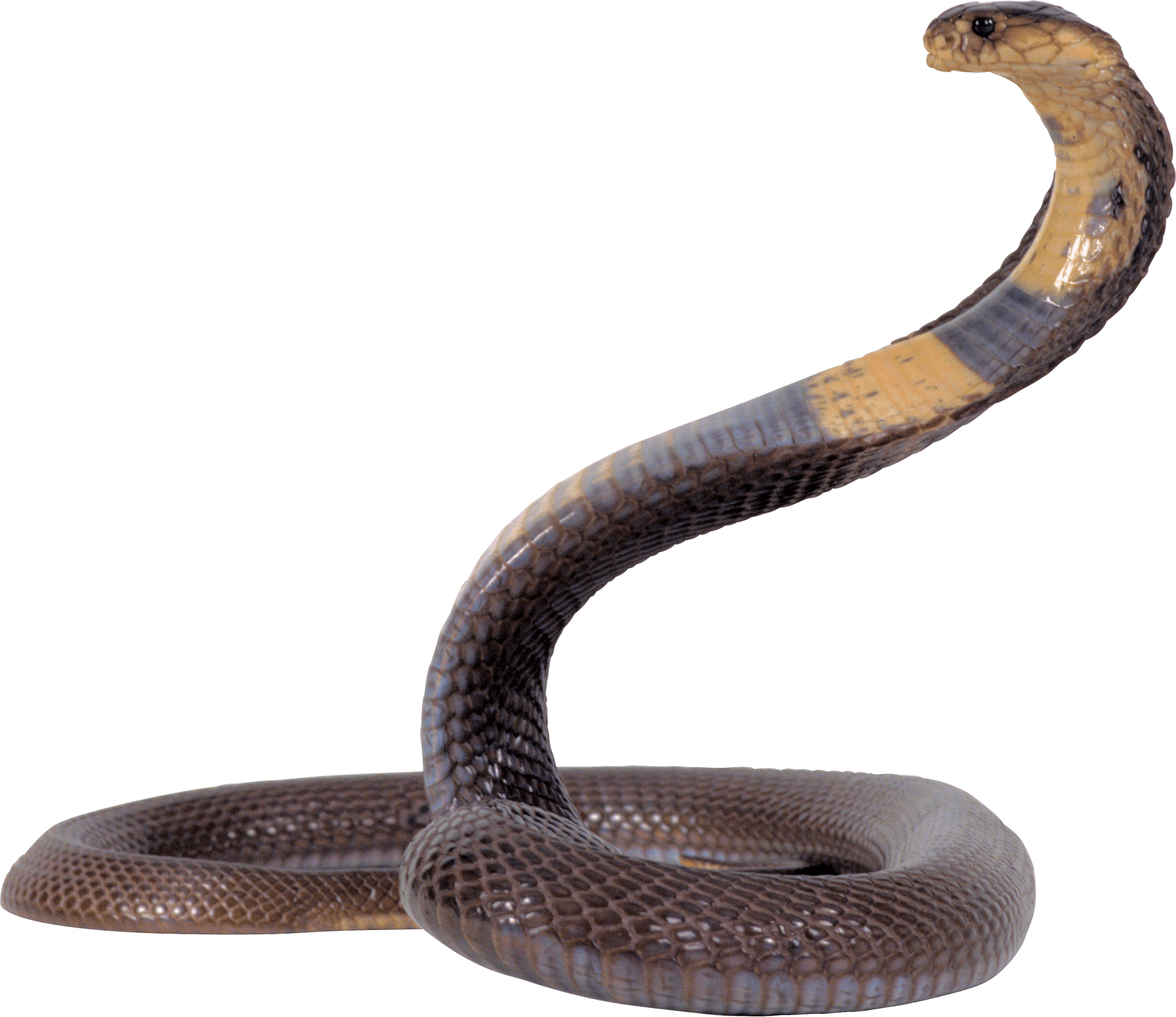 King Cobra Displaying Hood PNG Image