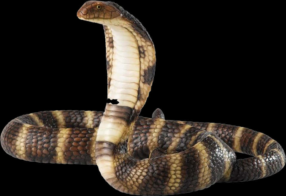 King Cobra Displaying Hood PNG Image