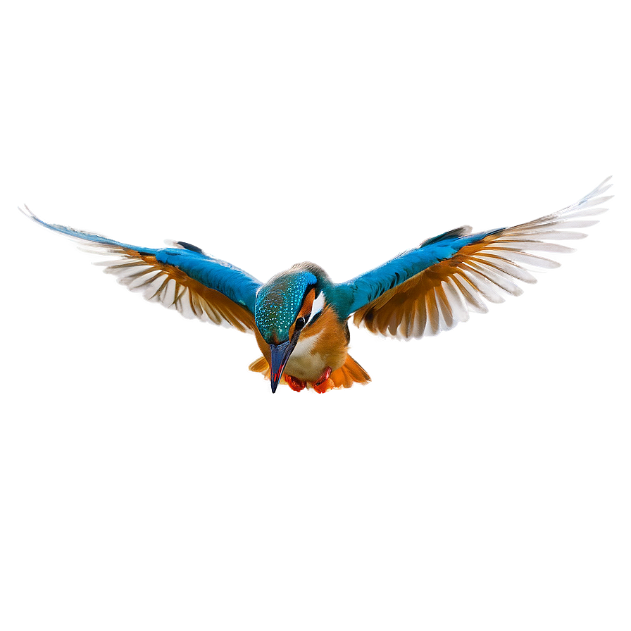 Kingfisher Dive Png Qnj44 PNG Image