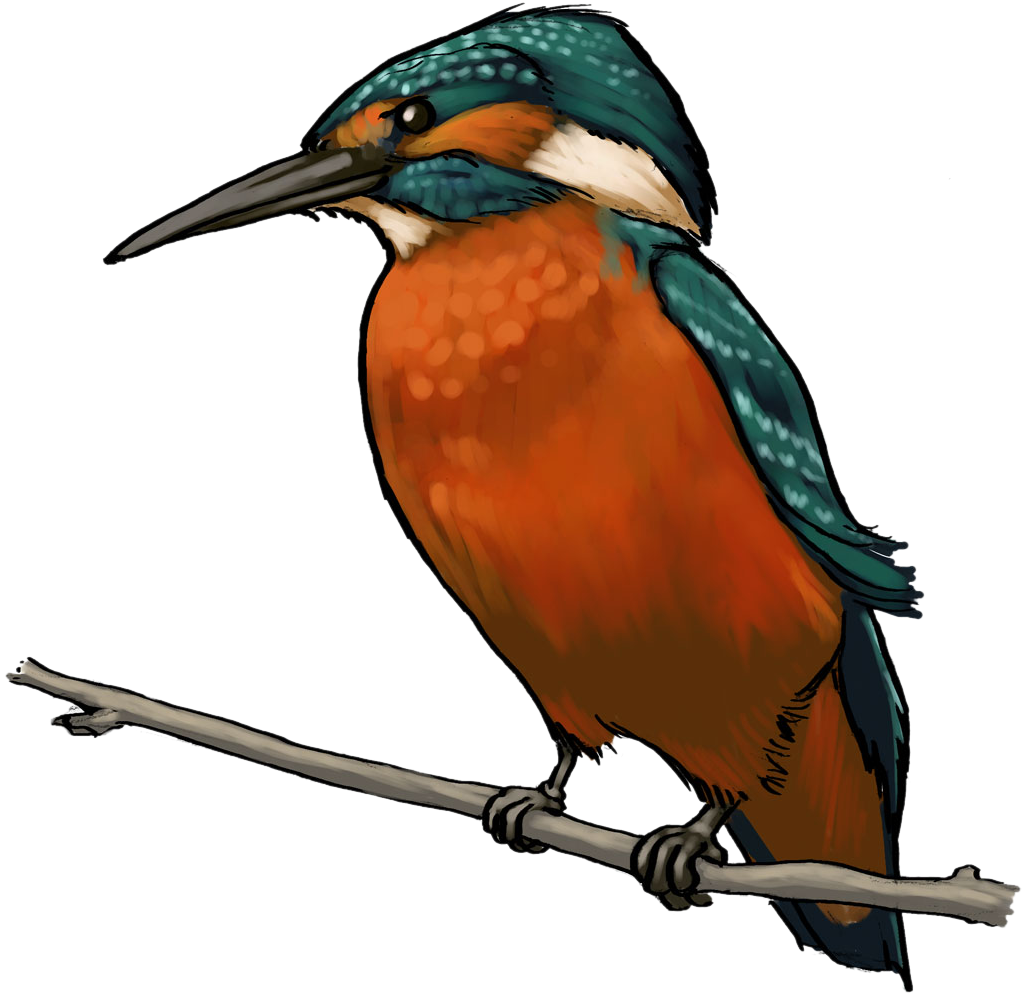 Kingfisher Perchedon Branch PNG Image