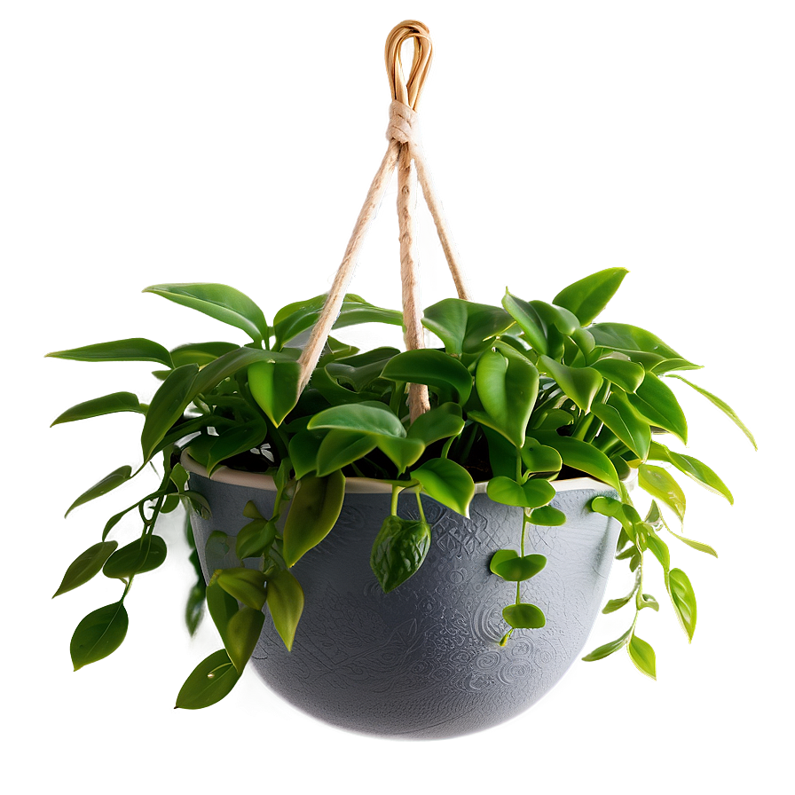 Kitchen Hanging Plant Png 05252024 PNG Image