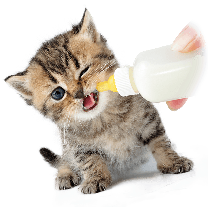 Kitten Drinking Milk From Bottle PNG Image