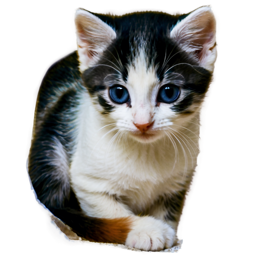 Kitten Peeking Png Baa92 PNG Image