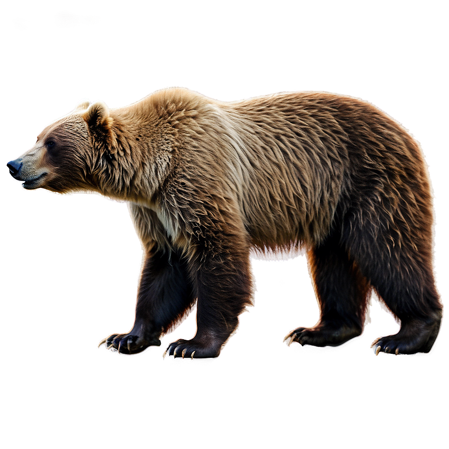 Kodiak Bear Alaska Png 05242024 PNG Image