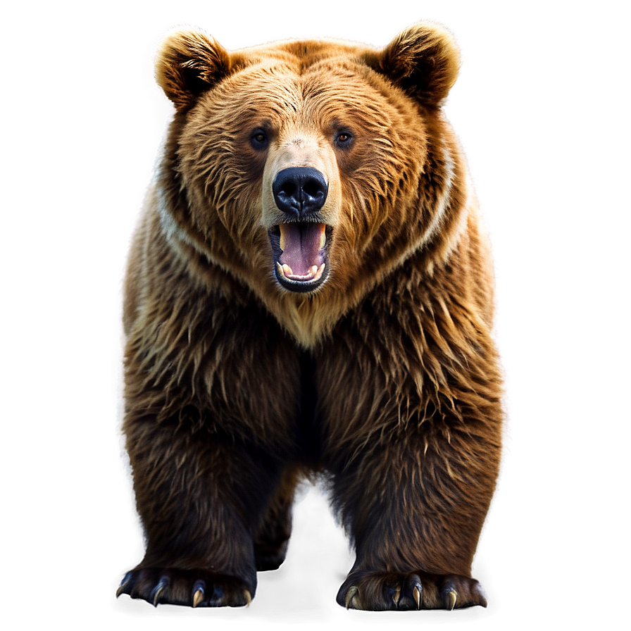 Kodiak Bear Alaska Png Atr PNG Image