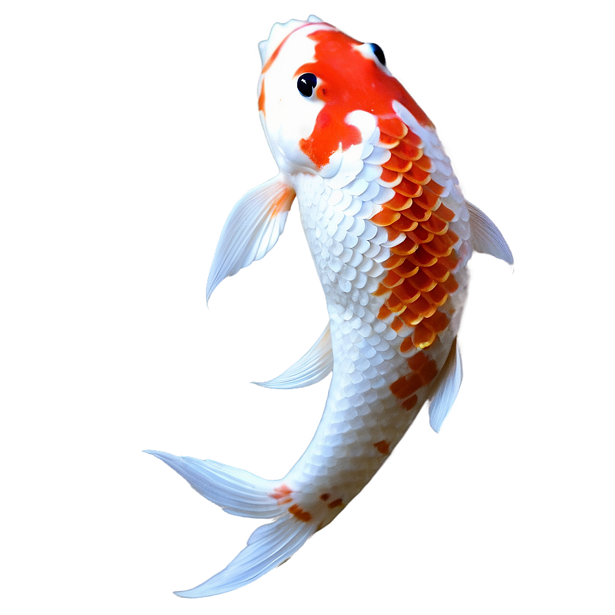 Koi A PNG Image