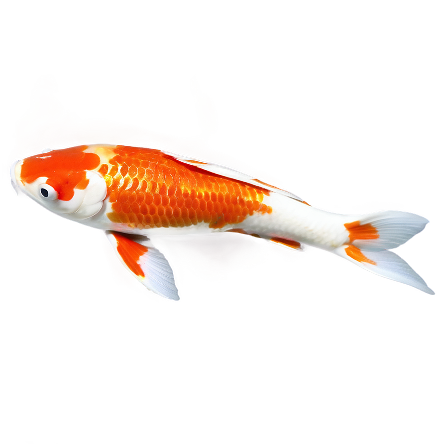 Koi C PNG Image