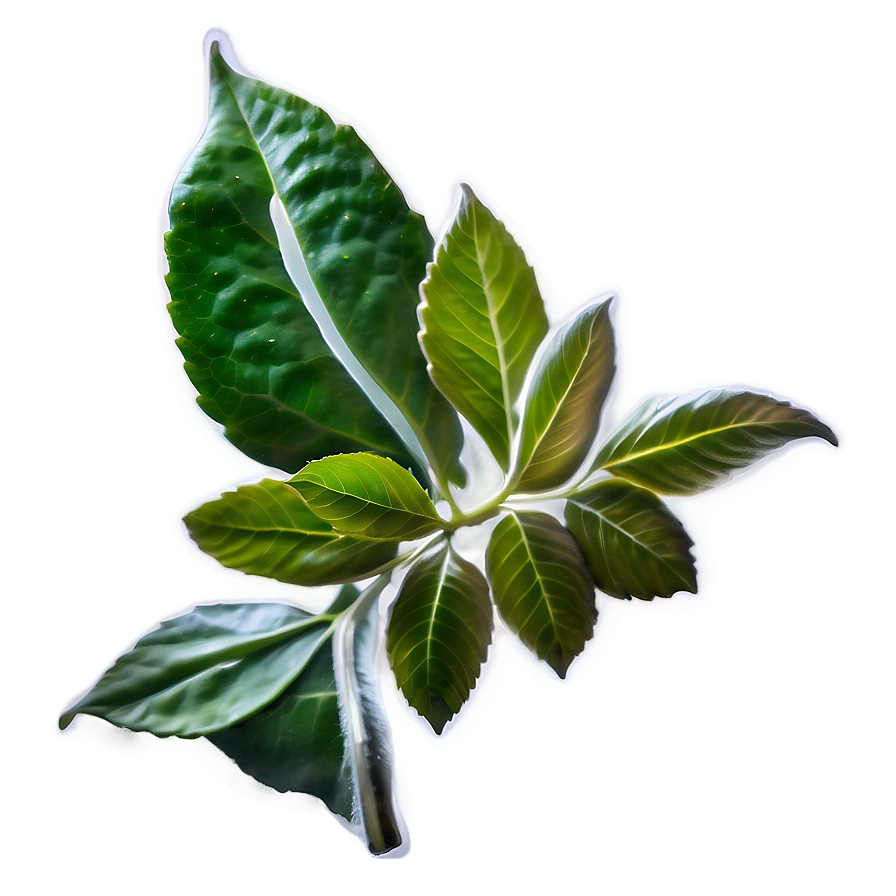 Kombucha Tea Leaf Png Qrt53 PNG Image