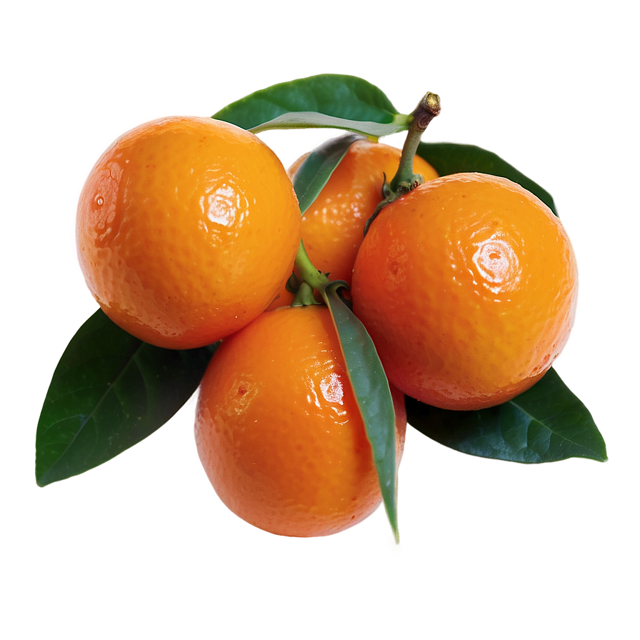 Kumquat B PNG Image