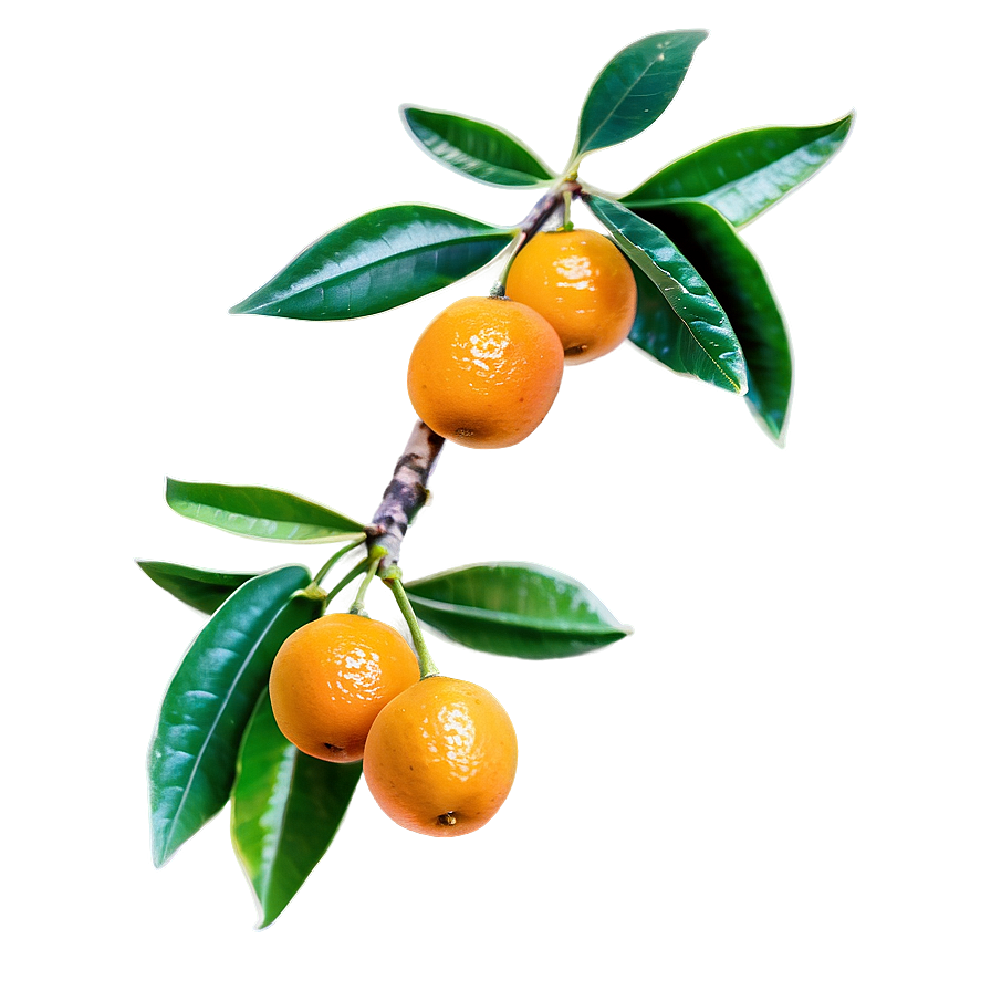 Kumquat Branch Png 50 PNG Image