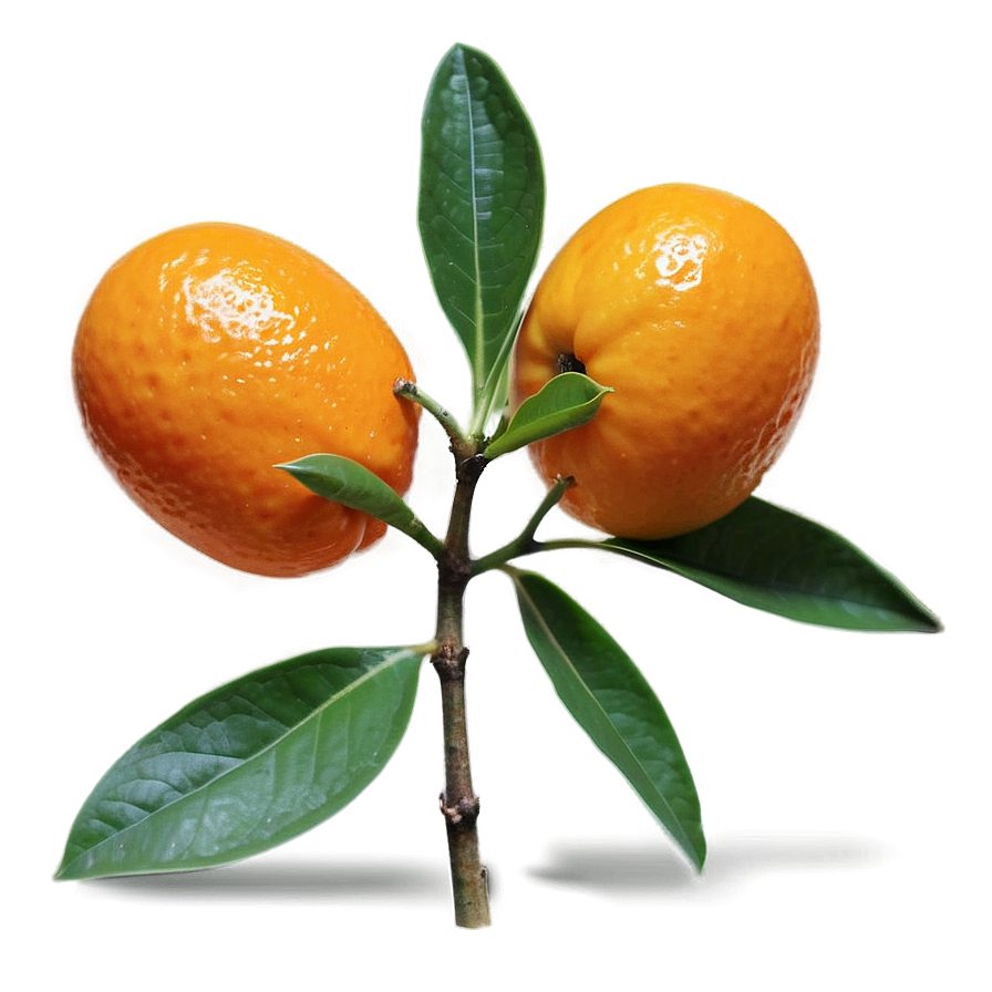 Kumquat Pair Png 06252024 PNG Image