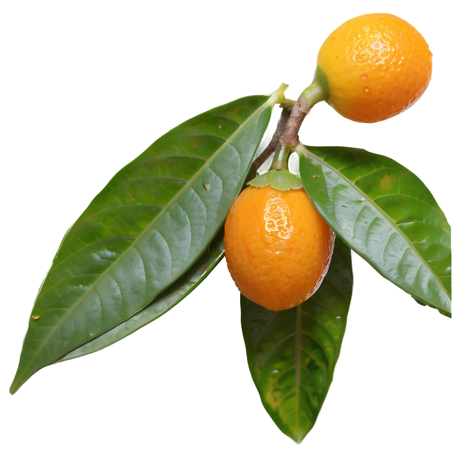 Kumquat Pair Png Qvu PNG Image