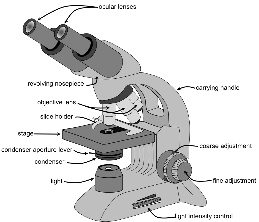 Labeled Compound Microscope Diagram PNG Image