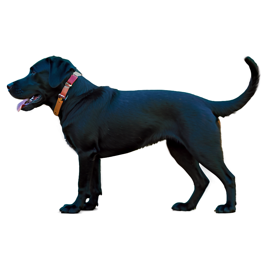 Labrador C PNG Image