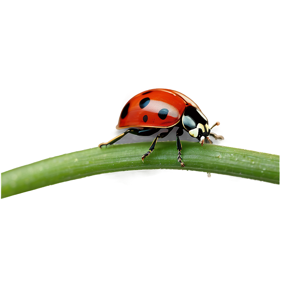 Ladybug In Natural Habitat Png 05242024 PNG Image