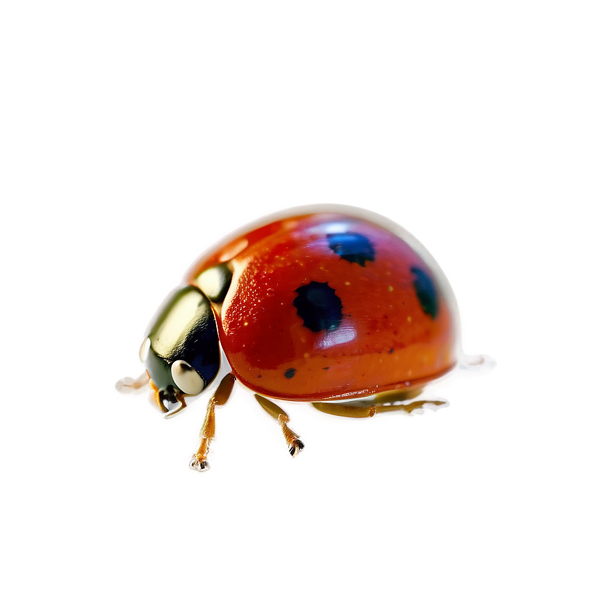 Ladybug Macro Photography Png 9 PNG Image