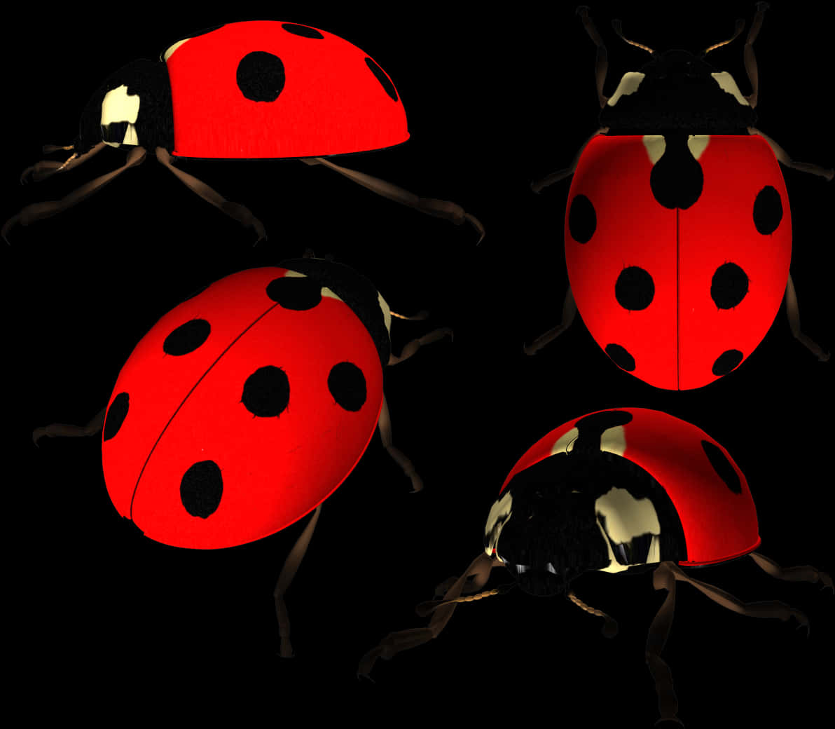 Ladybugsin Darkness PNG Image