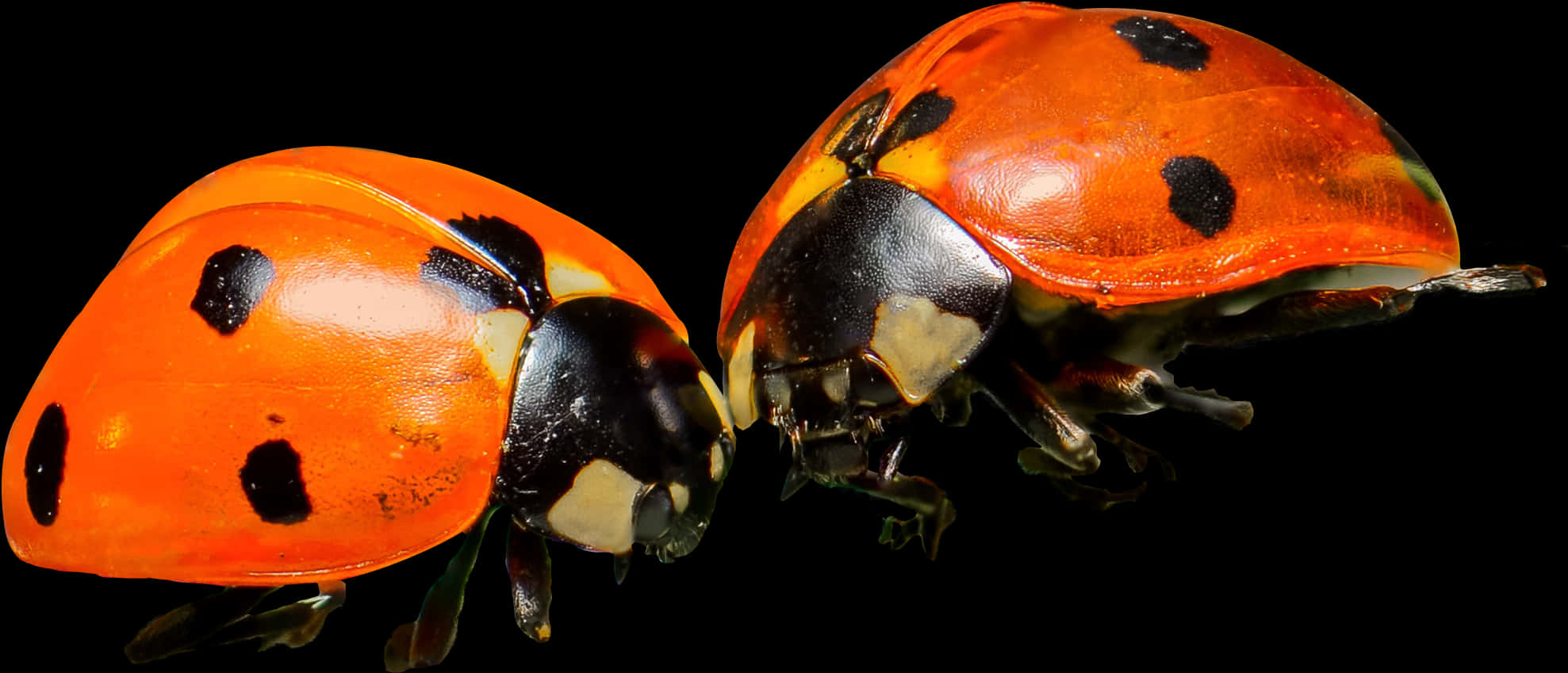 Ladybugson Black Background PNG Image