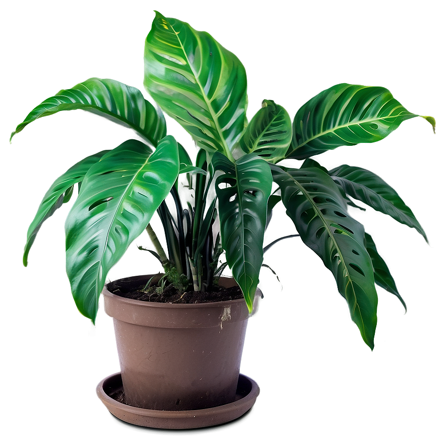 Large Houseplant Png 06202024 PNG Image