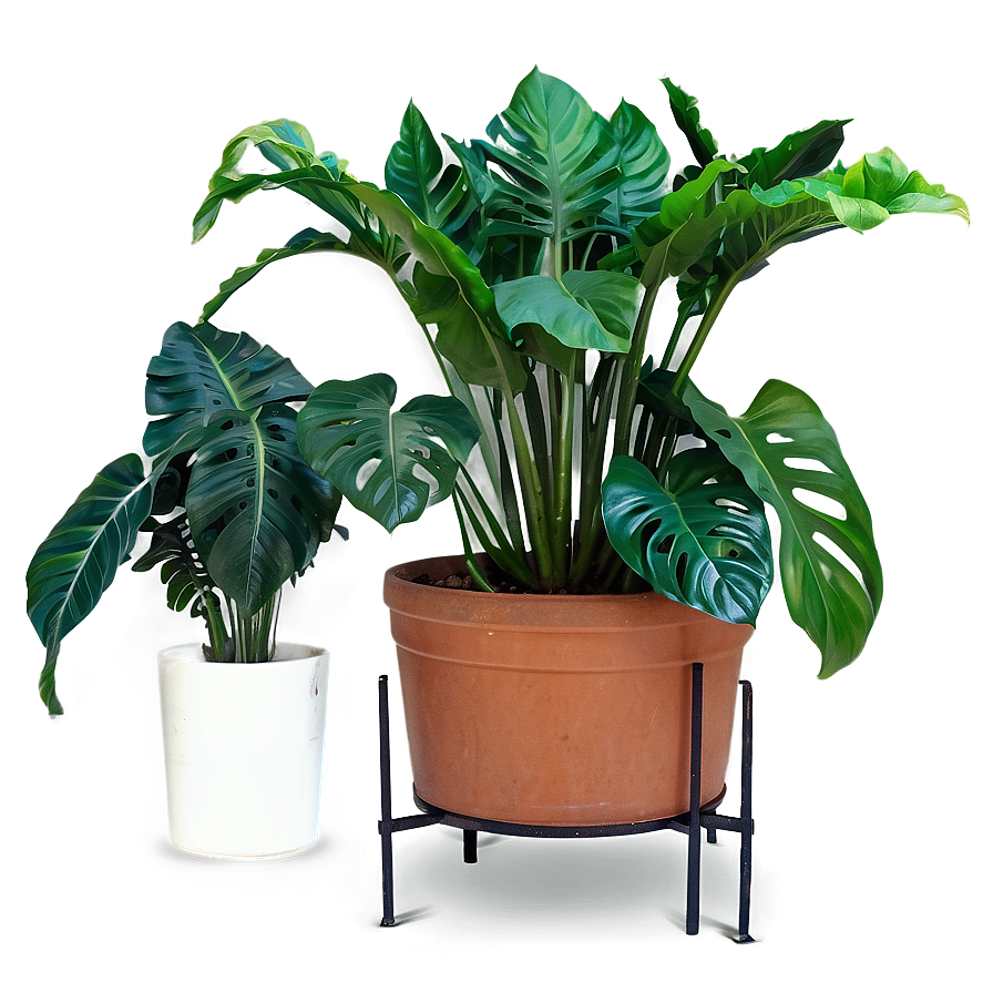 Large Indoor Plants Png Eyi PNG Image