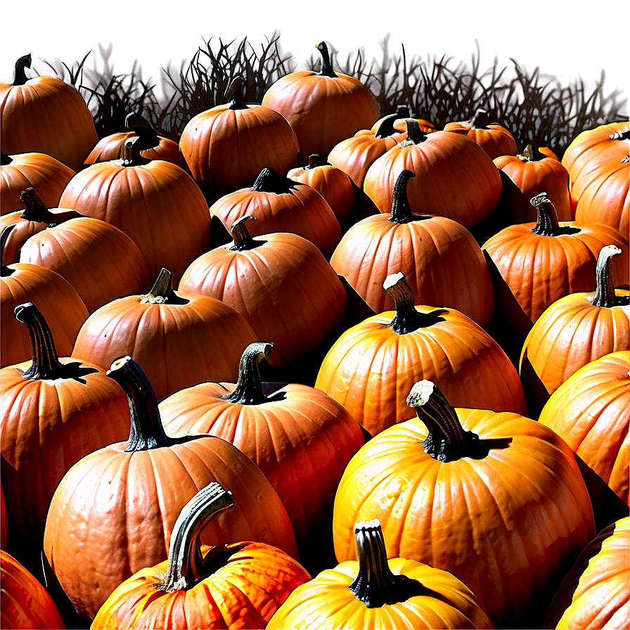 Large Pumpkin Patch Png Dtq46 PNG Image