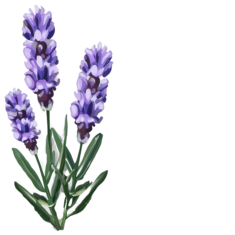 Lavender Beauty Flower Png 45 PNG Image