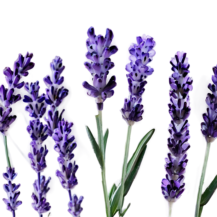 Lavender Bloom Png 43 PNG Image