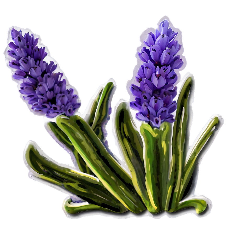 Lavender Bloom Png Oln PNG Image