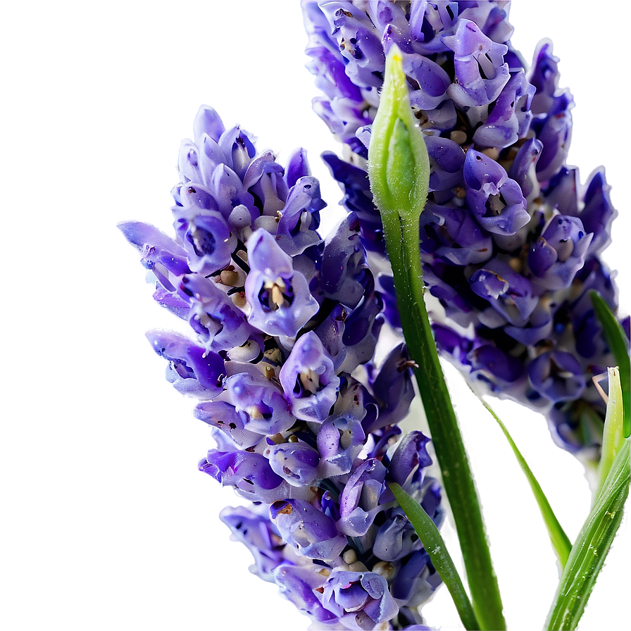 Lavender Buds Close-up Png Srt PNG Image