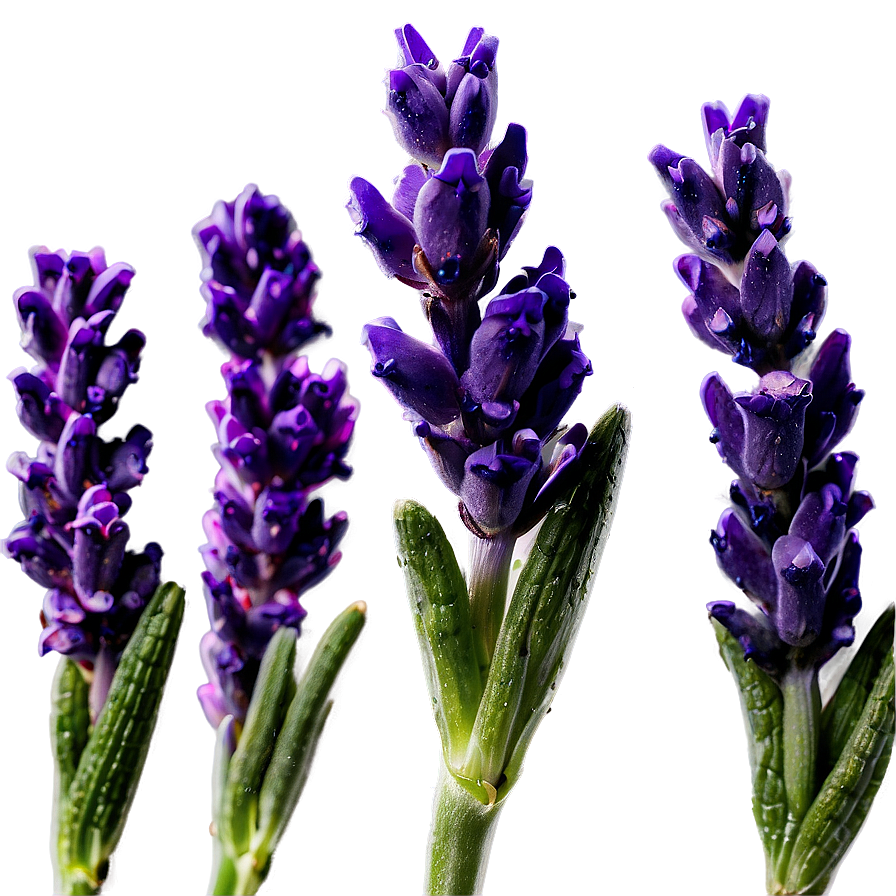 Lavender Buds Close-up Png Vsn PNG Image