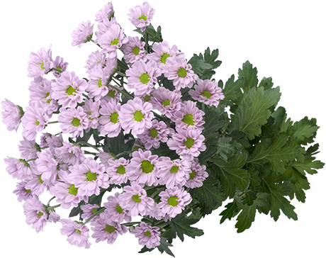 Lavender Chrysanthemums Bouquet PNG Image