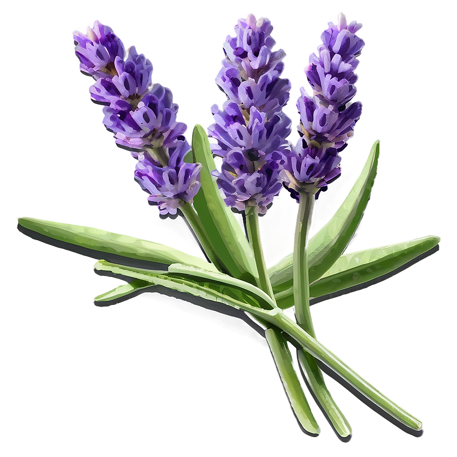 Lavender Culinary Herb Png 06282024 PNG Image