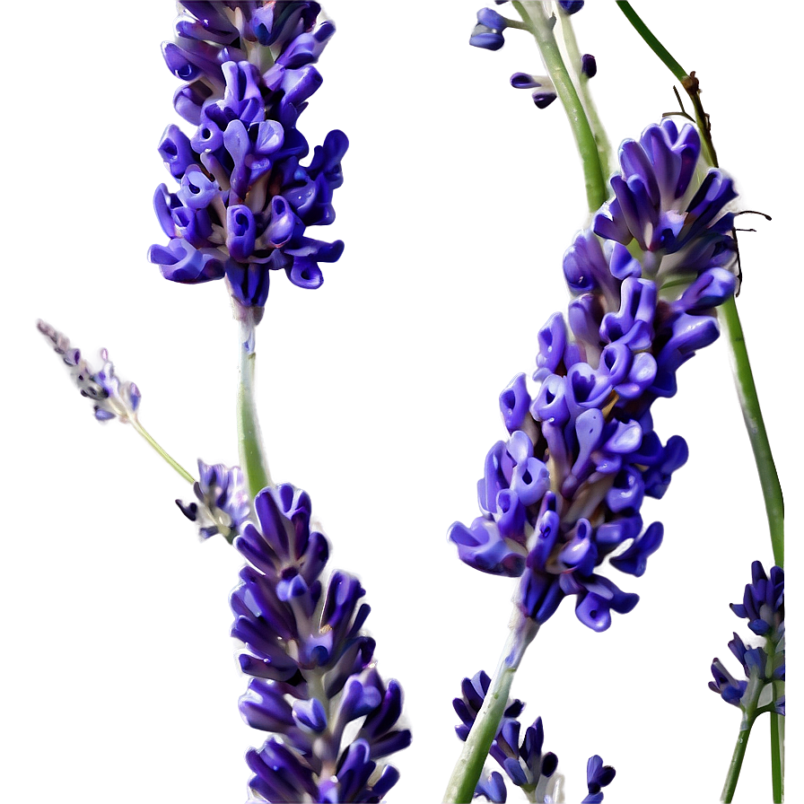 Lavender Culinary Herb Png Ehs71 PNG Image