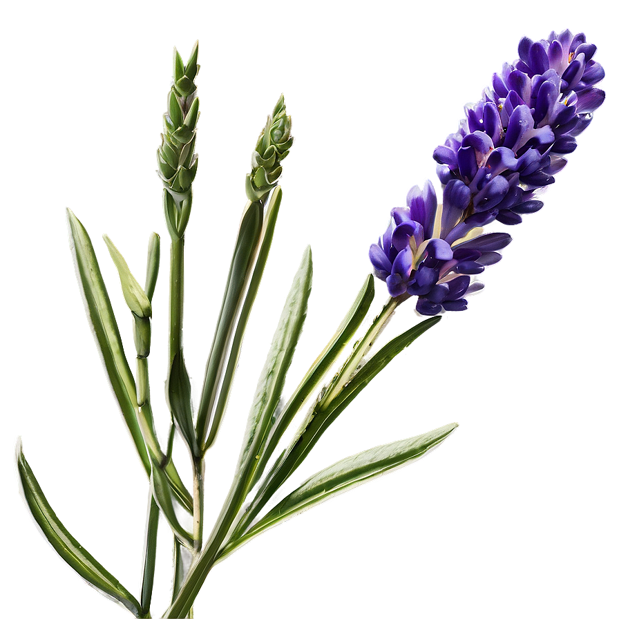 Lavender Essence Flower Png Fil PNG Image