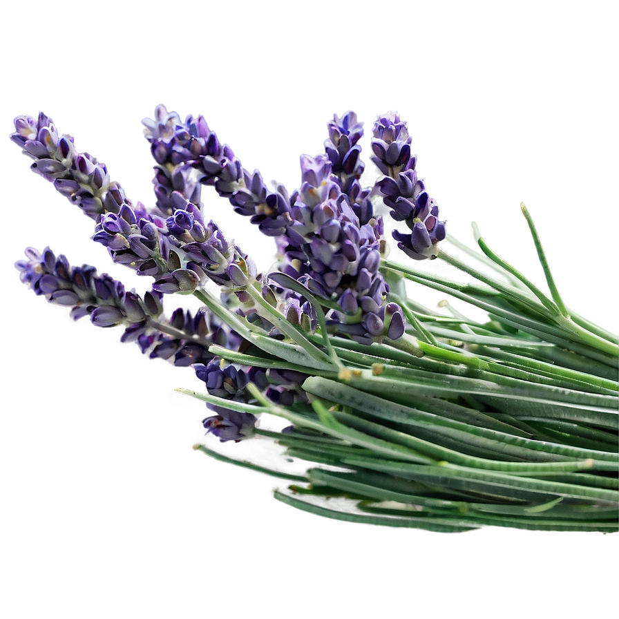 Lavender Farm Fresh Png Jet96 PNG Image