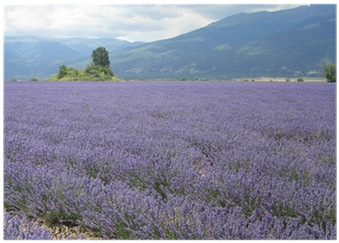 Lavender Field Mountain Backdrop PNG Image