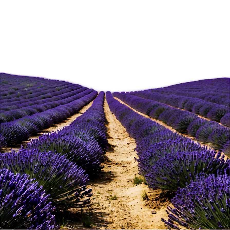 Lavender Field Path Png 55 PNG Image