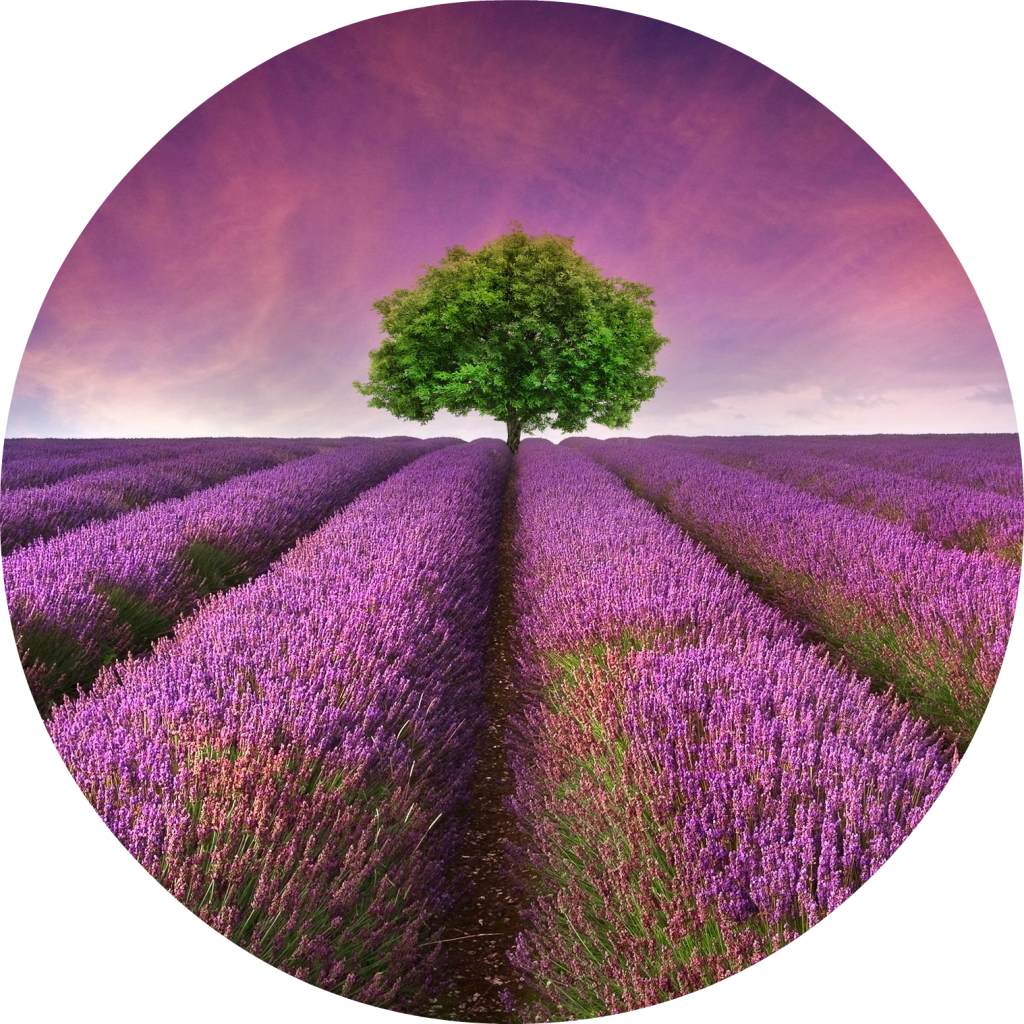 Lavender Field Solitary Tree PNG Image