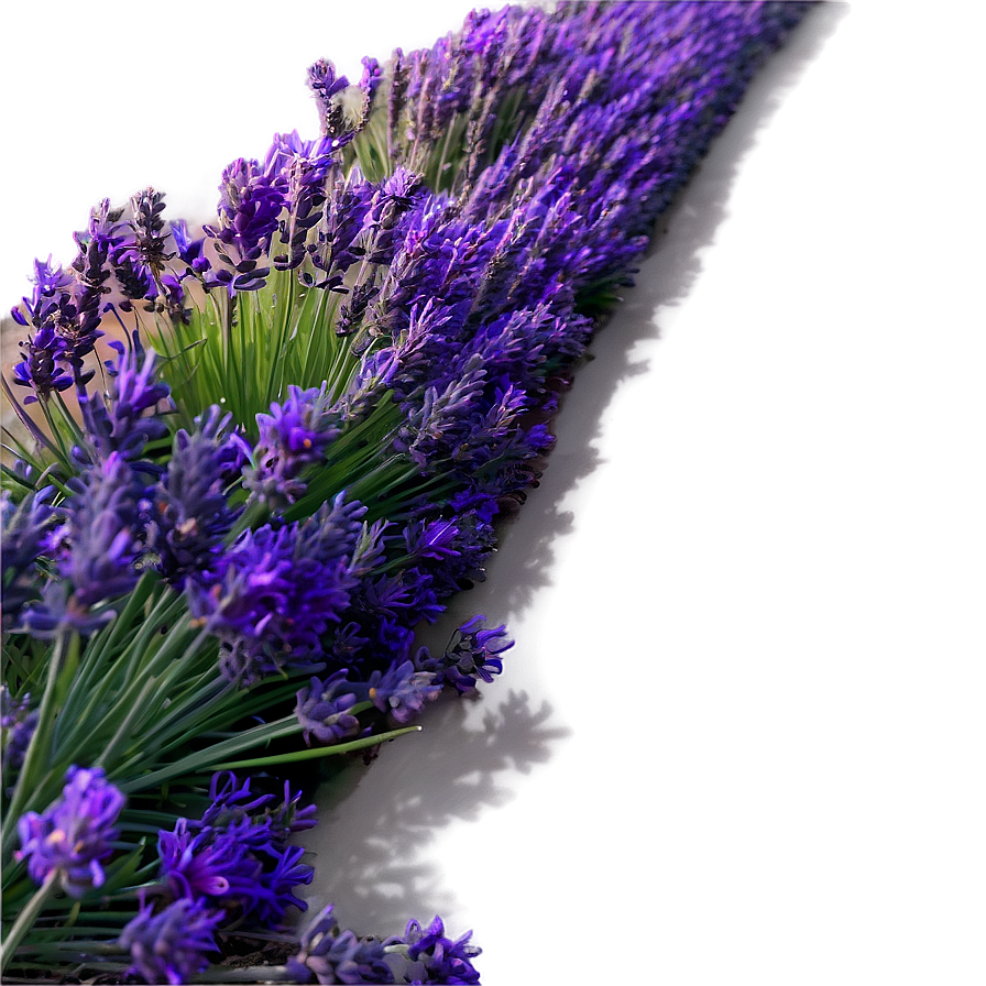 Lavender Field Sunset Png 35 PNG Image