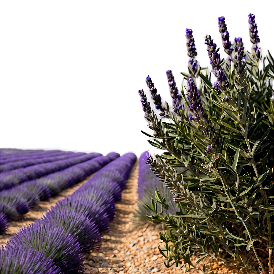 Lavender Fields Provence Png 06112024 PNG Image