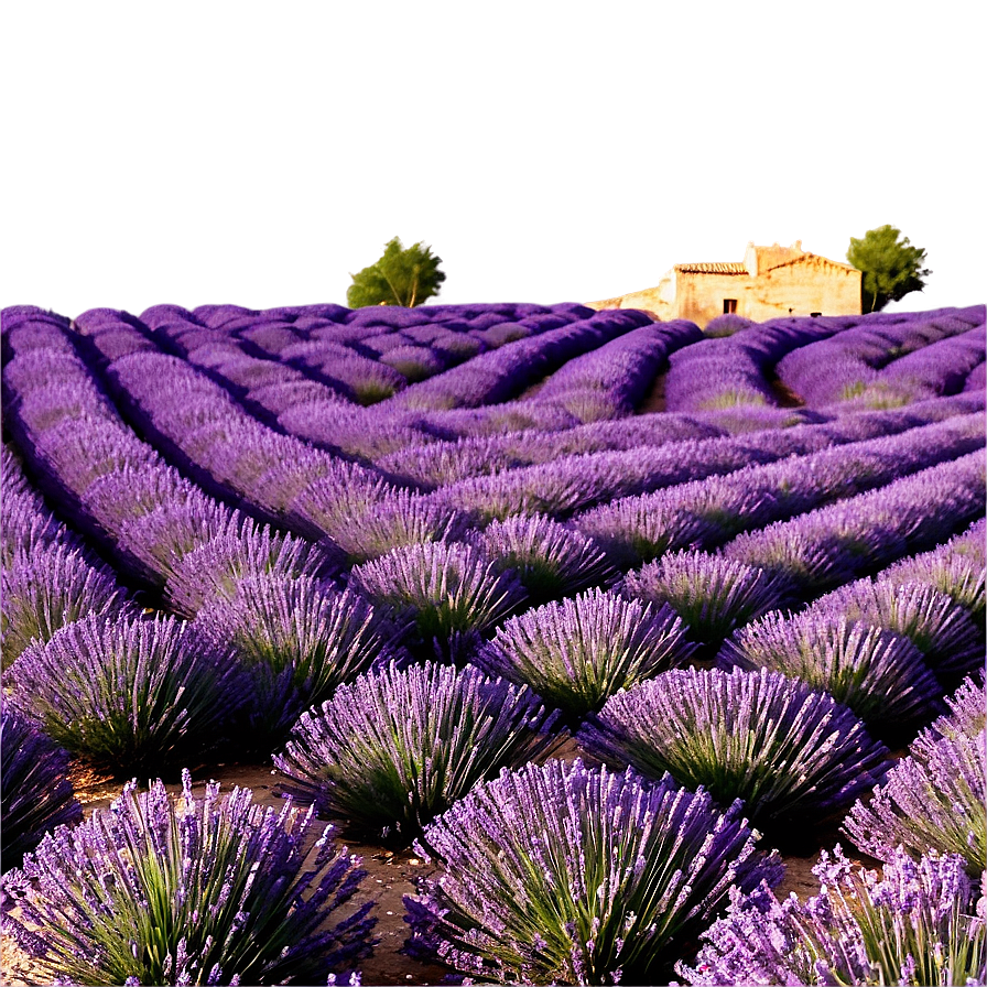 Lavender Fields Provence Png Bmx66 PNG Image