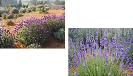 Lavender Fieldsand Closeup PNG Image