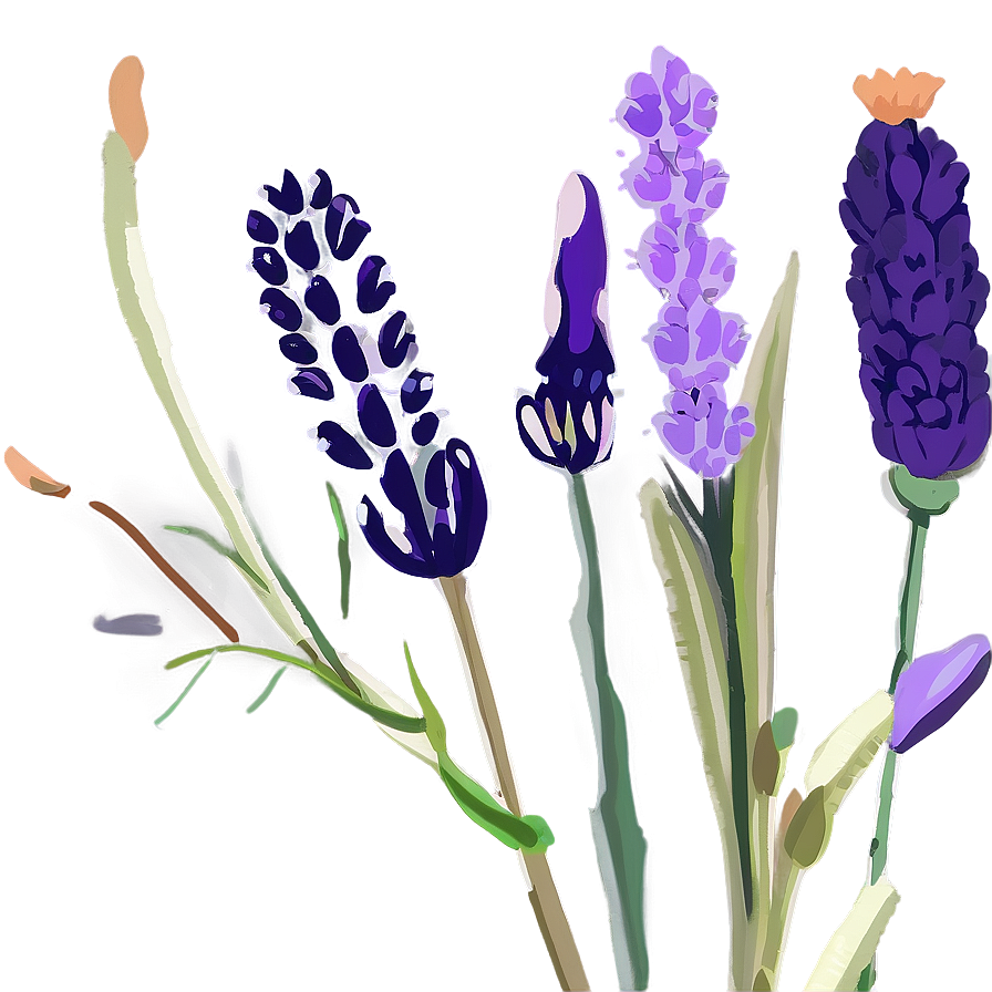 Lavender Floral Png Xqs PNG Image