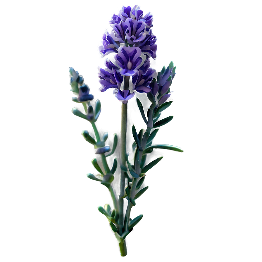 Lavender Flower D PNG Image