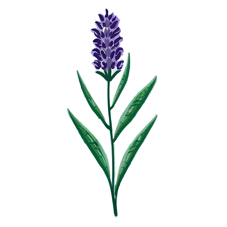 Lavender Flower Outline Png 3 PNG Image