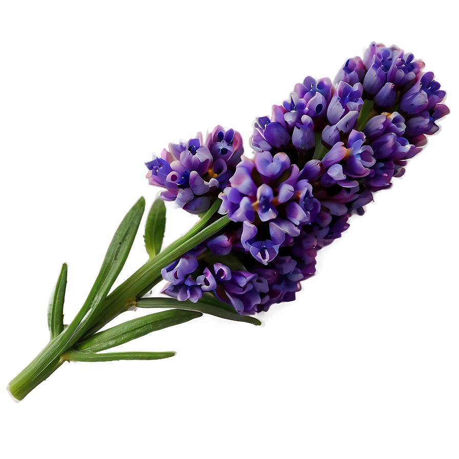 Lavender Flower Png Yyf PNG Image