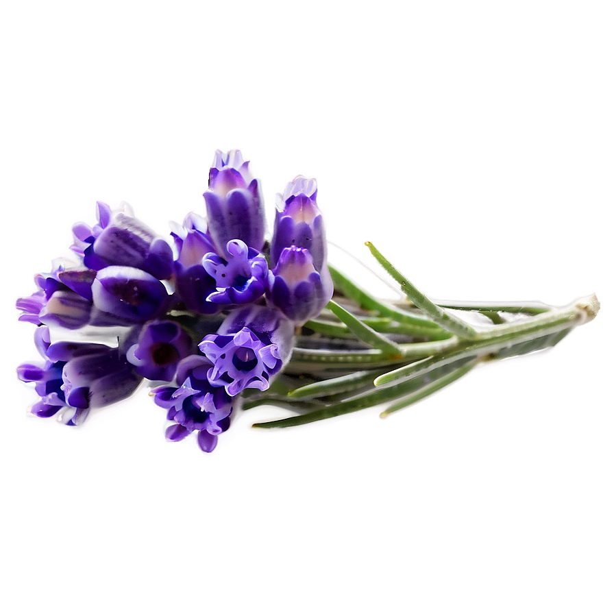 Lavender Flower Transparent Png 05252024 PNG Image