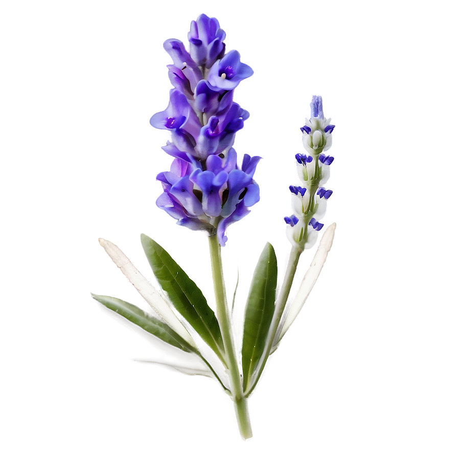 Lavender Flower Transparent Png Qbs54 PNG Image